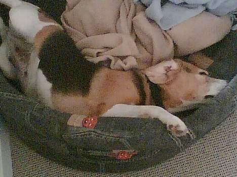 Beagle <3 PrinZezz $ille <3 - det er ikke en unormal måde og ligge på :DDDD billede 17