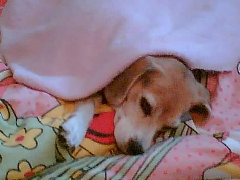 Beagle <3 PrinZezz $ille <3 -  dejligt tæppe og en pæn farve :) billede 18