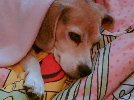 Beagle <3 PrinZezz $ille <3 -   lige et billede af mig for en gangs skyld billede 19