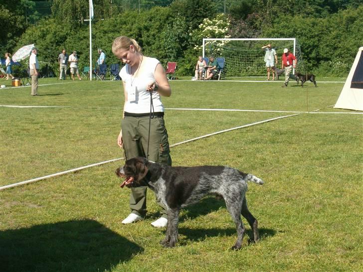 Ruhåret hønsehund Aiko-nu som jagthund - Udstilling d. 10/6-07 i Vissenbjerg, Aiko blev 1. vinder og fik C.K billede 11