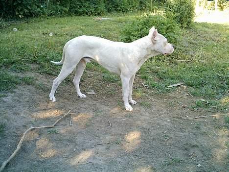 Dogo argentino Esto Del Cavdillo - NU HAR JEG VÆRET HER I 14 DAGE OG JEG HAR DET MEGET BEDRE :-) BARE SE MIN FLOTTE STAND billede 10