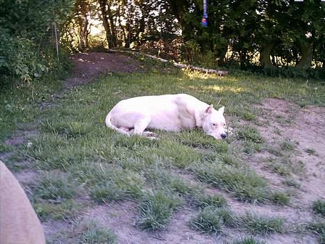 Dogo argentino Esto Del Cavdillo billede 11