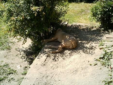 Blanding af racer bulli..  - nu det bar blevet sommer, hold op det er varmt billede 11