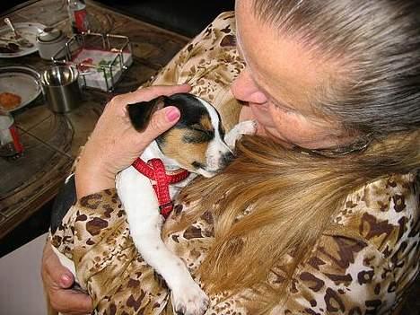 Dansk svensk gaardhund Cirkeline - Her ligger jeg og putter ved Oldemor (mors mormor) (8 uger) billede 16