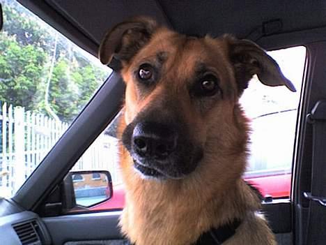 Blanding af racer Britney billede 9