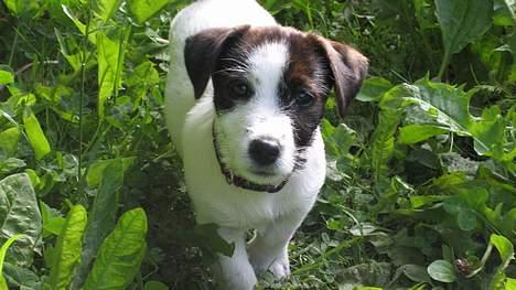 Jack russell terrier Oma Olsen "Bessie" billede 1