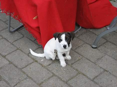Jack russell terrier Oma Olsen "Bessie" billede 2