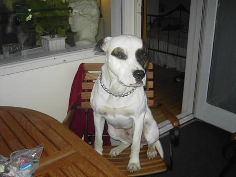 Amerikansk bulldog Charlie  #R.I.P# - Jeg sidder lige og posere billede 1