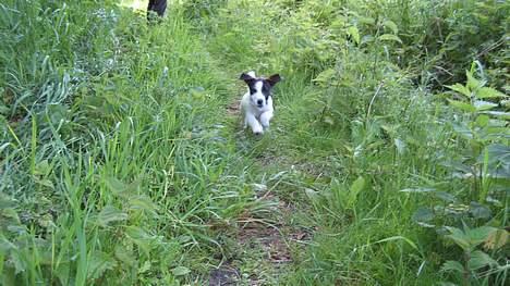 Jack russell terrier Oma Olsen "Bessie" - jeg kommer nu billede 3