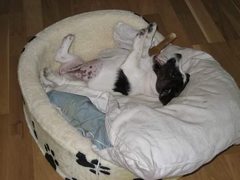 Jack russell terrier Oma Olsen "Bessie" - juhuuu, jeg fik napset Bastians ben billede 4