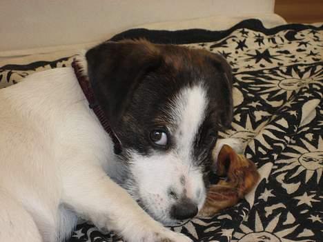 Jack russell terrier Oma Olsen "Bessie" - det er mit griseøre billede 5
