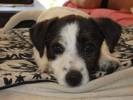 Jack russell terrier Oma Olsen "Bessie" - Er jeg ikke nuttet billede 6