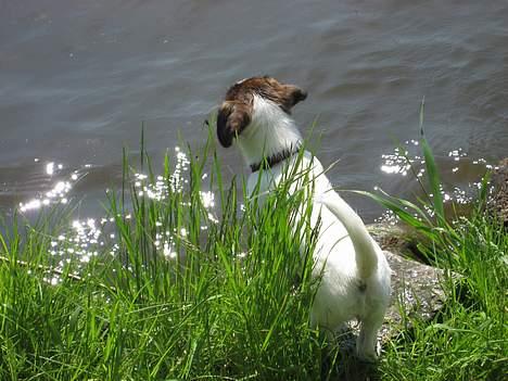 Jack russell terrier Oma Olsen "Bessie" - Hvor bliver han af billede 7
