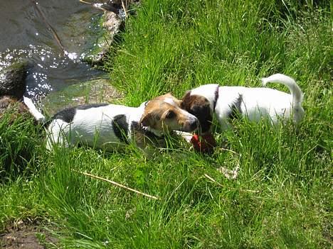 Jack russell terrier Oma Olsen "Bessie" - Der var han, ude i det store vand billede 8