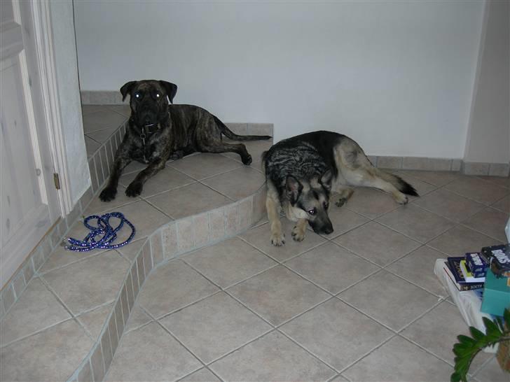 Blanding af racer Bongo (Død 2016)  - bongo og rex billede 4