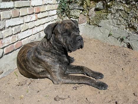 Blanding af racer Bongo (Død 2016)  billede 5