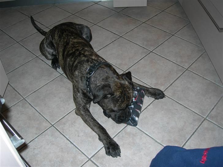 Blanding af racer Bongo (Død 2016)  - bongo´s julegave billede 6