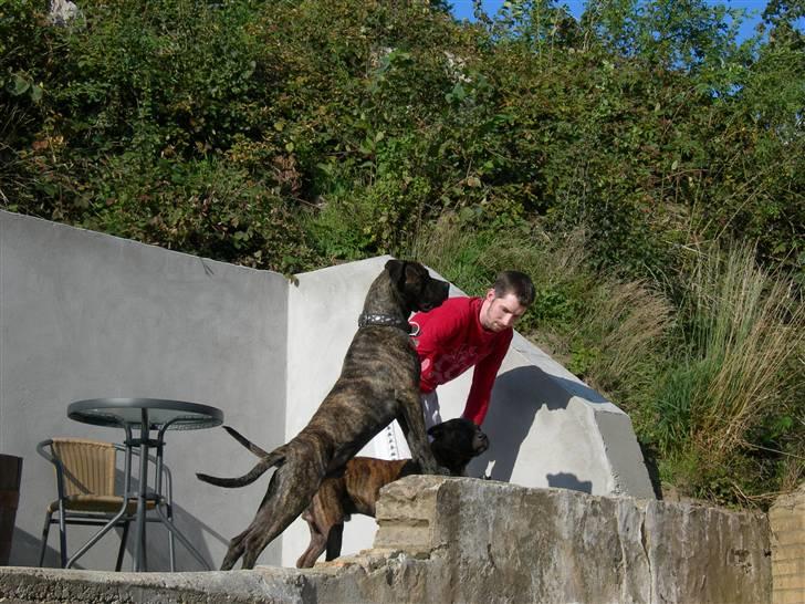 Blanding af racer Bongo (Død 2016)  billede 7