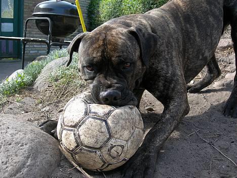Blanding af racer Bongo (Død 2016)  - MIN BOLD billede 8