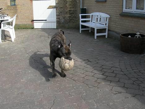Blanding af racer Bongo (Død 2016)  billede 9