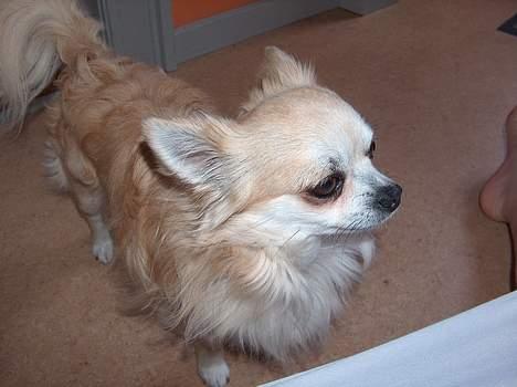 Chihuahua Gizmo - smukke gizmo.. billede 6
