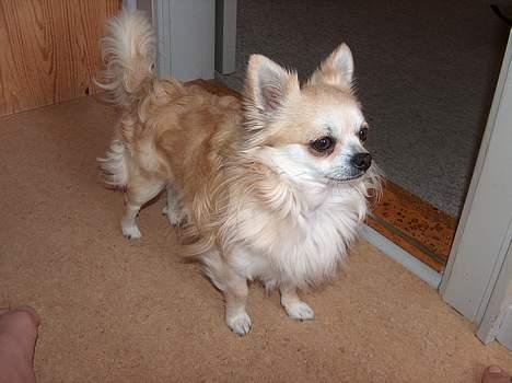 Chihuahua Gizmo - står og ser stolt ud.. billede 7