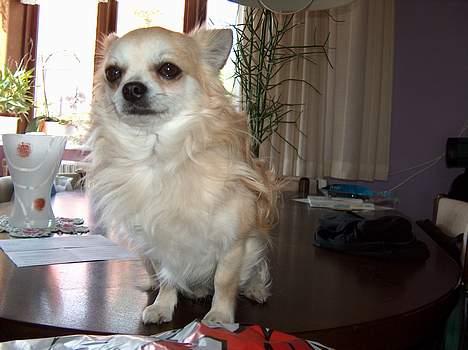 Chihuahua Gizmo - Så flot han sidder der..  billede 8