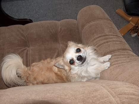 Chihuahua Gizmo - Skal vi lege ?  billede 9