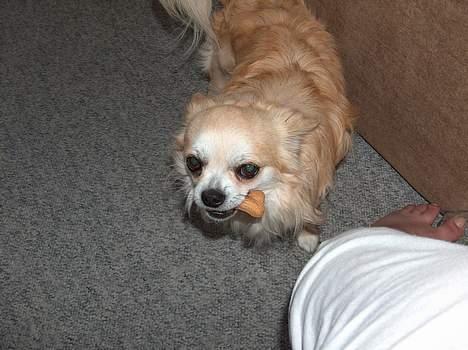 Chihuahua Gizmo - Se min flotte kiks..  billede 10