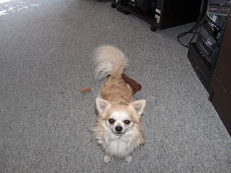 Chihuahua Gizmo - Se så flot han ser ud..  billede 11