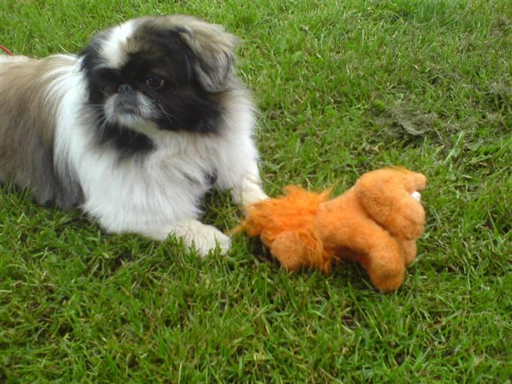 Pekingeser Gonzo - Lidt sød kan man da godt se ud , <3 billede 1
