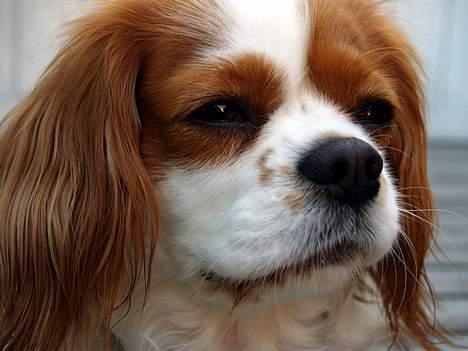 Cavalier king charles spaniel Abby billede 6