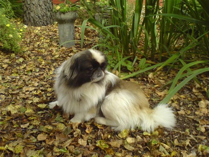 Pekingeser Gonzo - Det er dejligt og være på camping , kan slappe af hele dagen , <3 billede 2