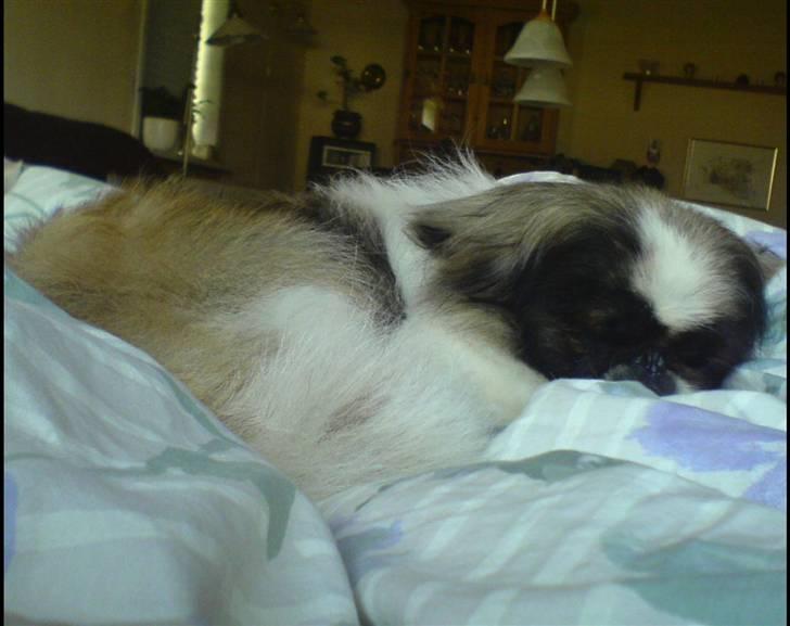 Pekingeser Gonzo billede 3