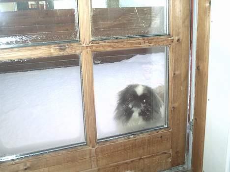 Pekingeser Gonzo - Her er ved at være koldt , LUK mig ind , <3 billede 4