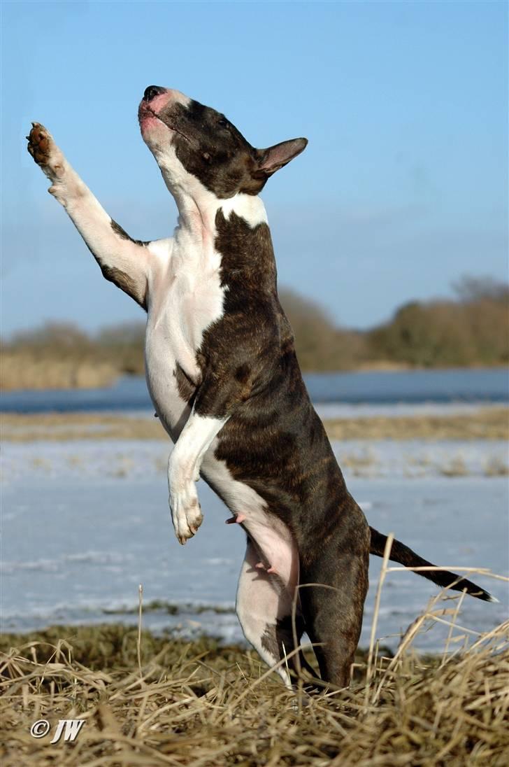 Bullterrier                     Jazzy - Fem år, feminin og i super form - 05.03.2011 billede 10