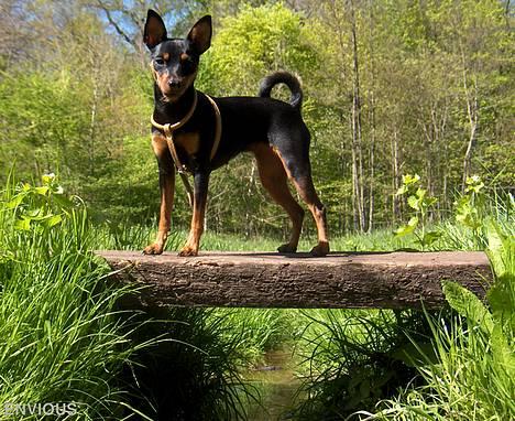 Dvaergpinscher Lille Lua Kahlúa - Velkommen til min profil  billede 1