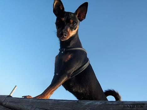 Dvaergpinscher Lille Lua Kahlúa - Her er jeg på stranden. Maj 07 billede 2