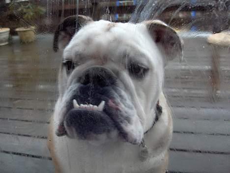 Engelsk bulldog Eddy - Luk mig ind - det regner herude! billede 9