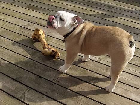 Engelsk bulldog Eddy - Er der virkelig til mig??? billede 10