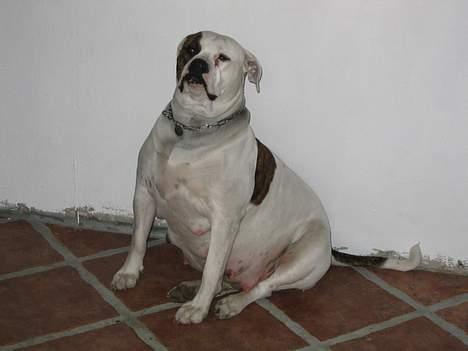 Amerikansk bulldog Østergårds Kelly osbuorne - kelly med hvalpe :D  billede 8