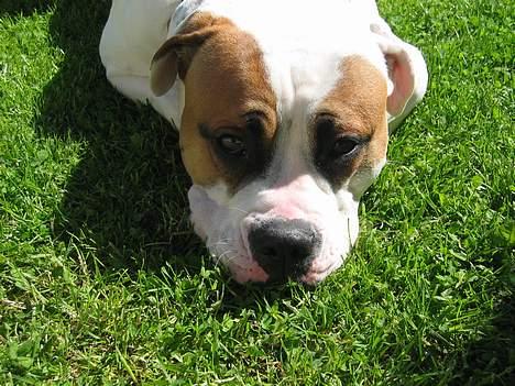 Amerikansk bulldog Kenzo - Kenzo viser lige hvor sød og uskyldig han kan se ud. billede 1