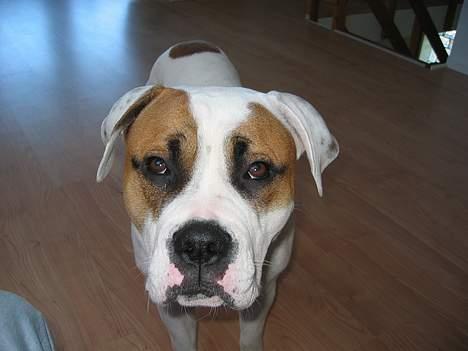 Amerikansk bulldog Kenzo - Hey, har du mad eller hva´??!! billede 2
