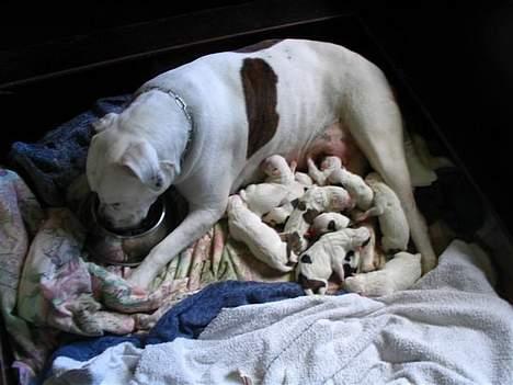 Amerikansk bulldog Østergårds Kelly osbuorne - kelly, 10 hvalpe og så en madskål :)  billede 9