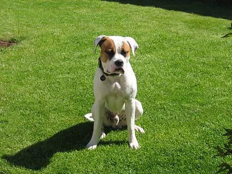 Amerikansk bulldog Kenzo - Dav - vil du noget billede 3