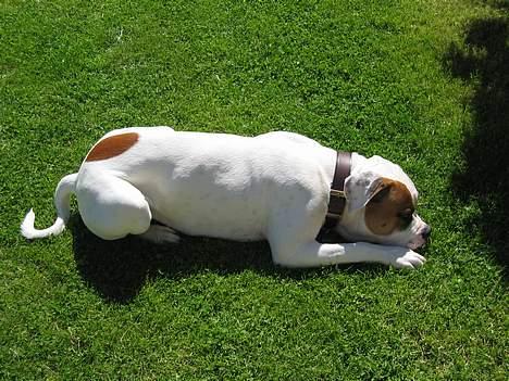 Amerikansk bulldog Kenzo - Kenzo viser sin fine plet frem :o) billede 4