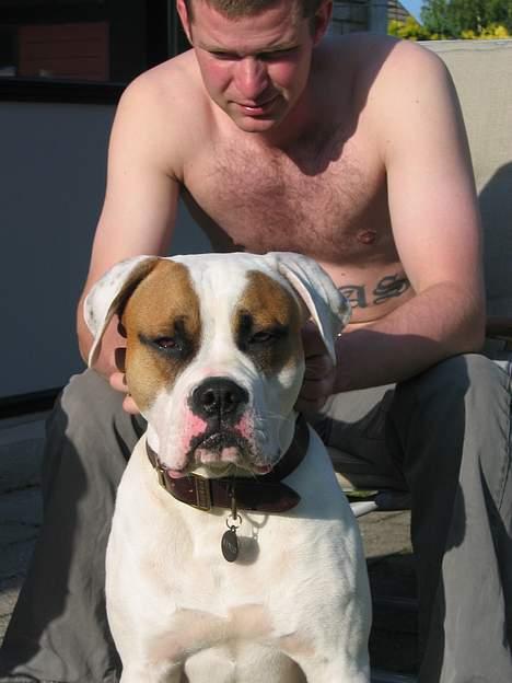 Amerikansk bulldog Kenzo - "Jeg spiller sej sammen med min far - det er vi nemlig gode til" billede 5