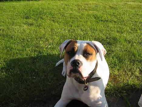 Amerikansk bulldog Kenzo - Ligger og nyder aftensolen billede 6