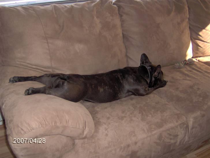 Fransk bulldog - Kira - - jeg har ingen hofter.... hehe billede 11