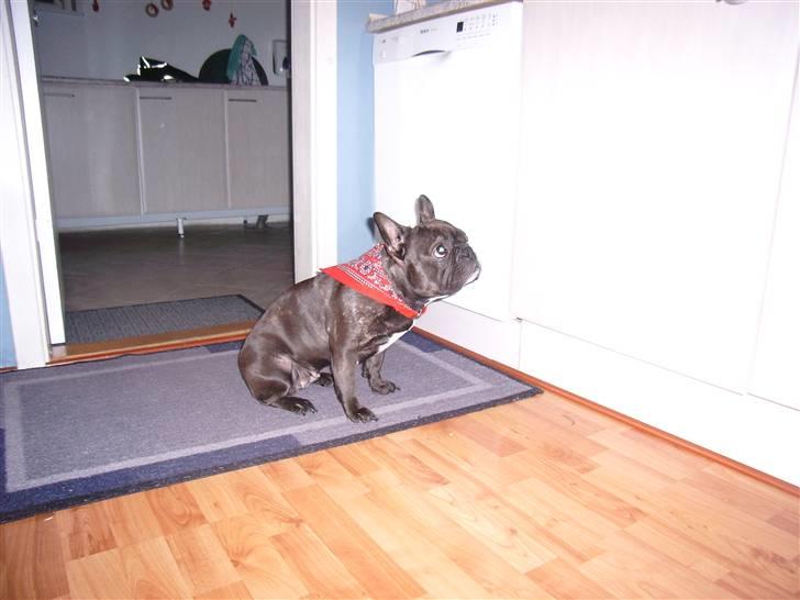 Fransk bulldog - Kira - - venter spændt på julemaden billede 12